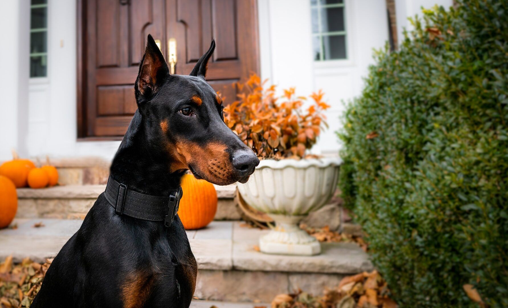 doberman-rasy-psa-uszy-zdrowie-charakter