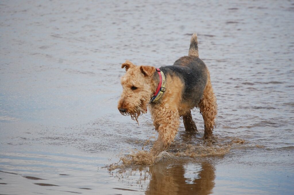airedale terrier rasa psa cena chodowla waga