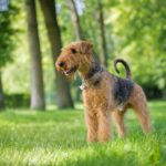 Airedale terrier cena rasa historia wychowanie zdrowie blog o psach