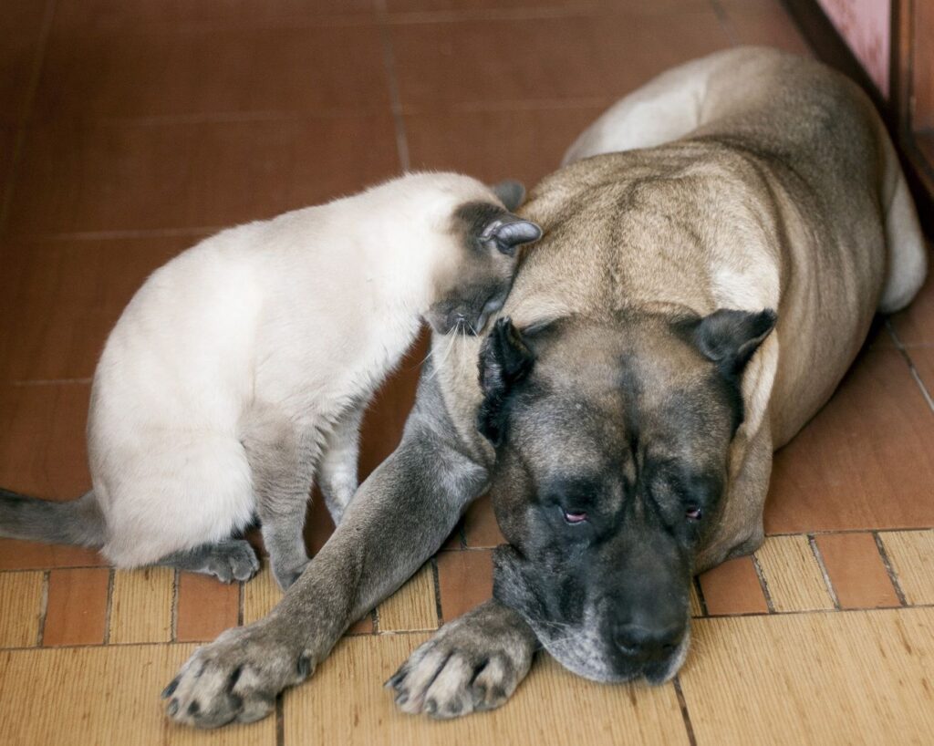 dog kanaryjski psy rasy opinie cena zdrowie wzorzec