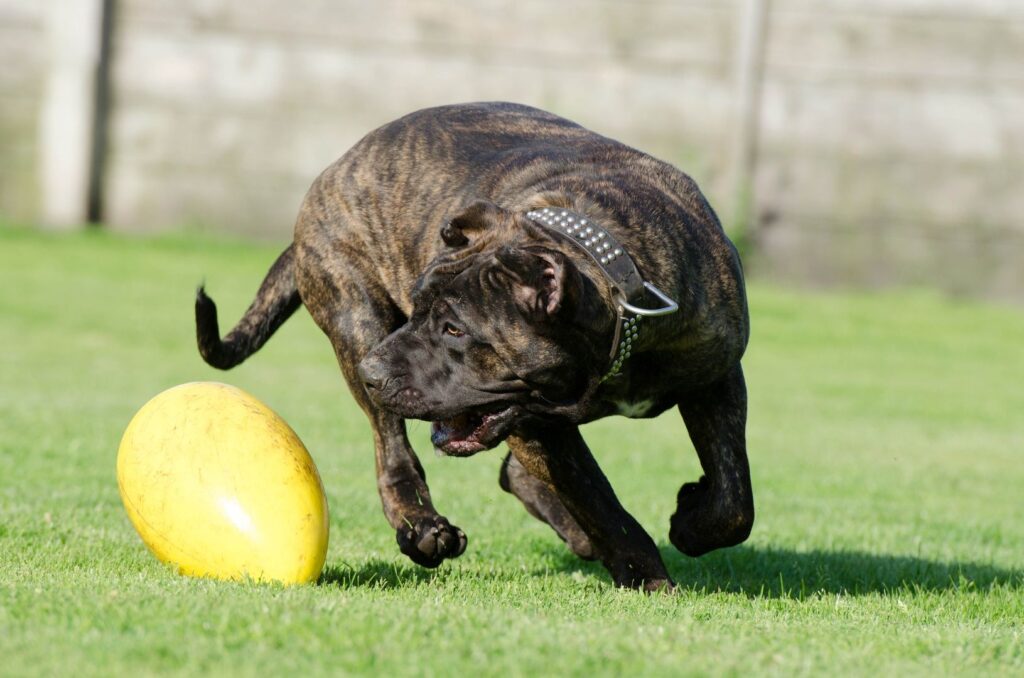 dog kanaryjski rasa psa cena hodowla zdrowie opinie