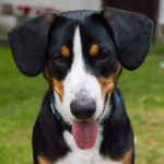 Entlebucher rasa psa cena chodowla zdrowie