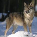 wilczak czechoslowacki grupa rasy psow jak wilk scaled 1