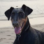 Manchester terrier opis psa cena waga zdrowie