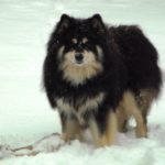 Suomenlapinkoira finski lapphund rasa psa cena hodowla charakter wzorzec