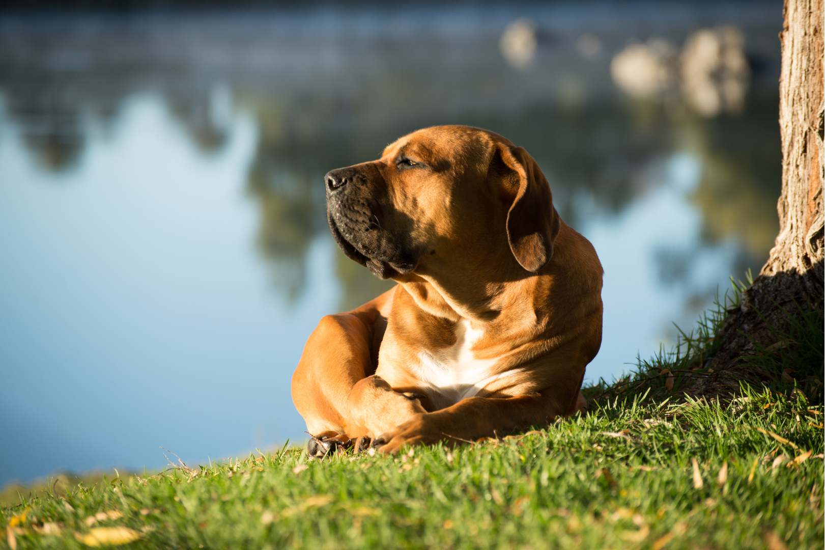 boerboel pies rasa hodowla zdjecia szczenie