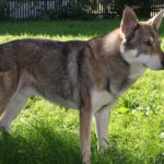 saarlooswolfhond pies psy szczaniak szczeniaki opinie charakter cena