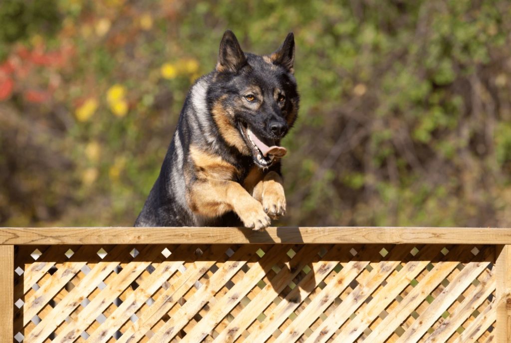 Jak wyglada zycie psa policyjnego psy policyjne jakie rasy zdjecia szkolenie psow policyjnych 2