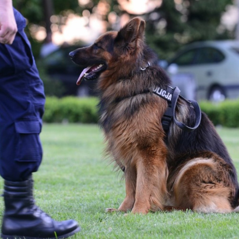 Jak wyglada zycie psa policyjnego psy policyjne jakie rasy zdjecia szkolenie psow policyjnych 35 2
