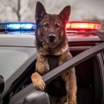 Jak wyglada zycie psa policyjnego psy policyjne jakie rasy zdjecia szkolenie psow policyjnych 35 4