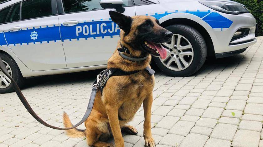 Jak wyglada zycie psa policyjnego psy policyjne jakie rasy zdjecia szkolenie psow policyjnych 35 5