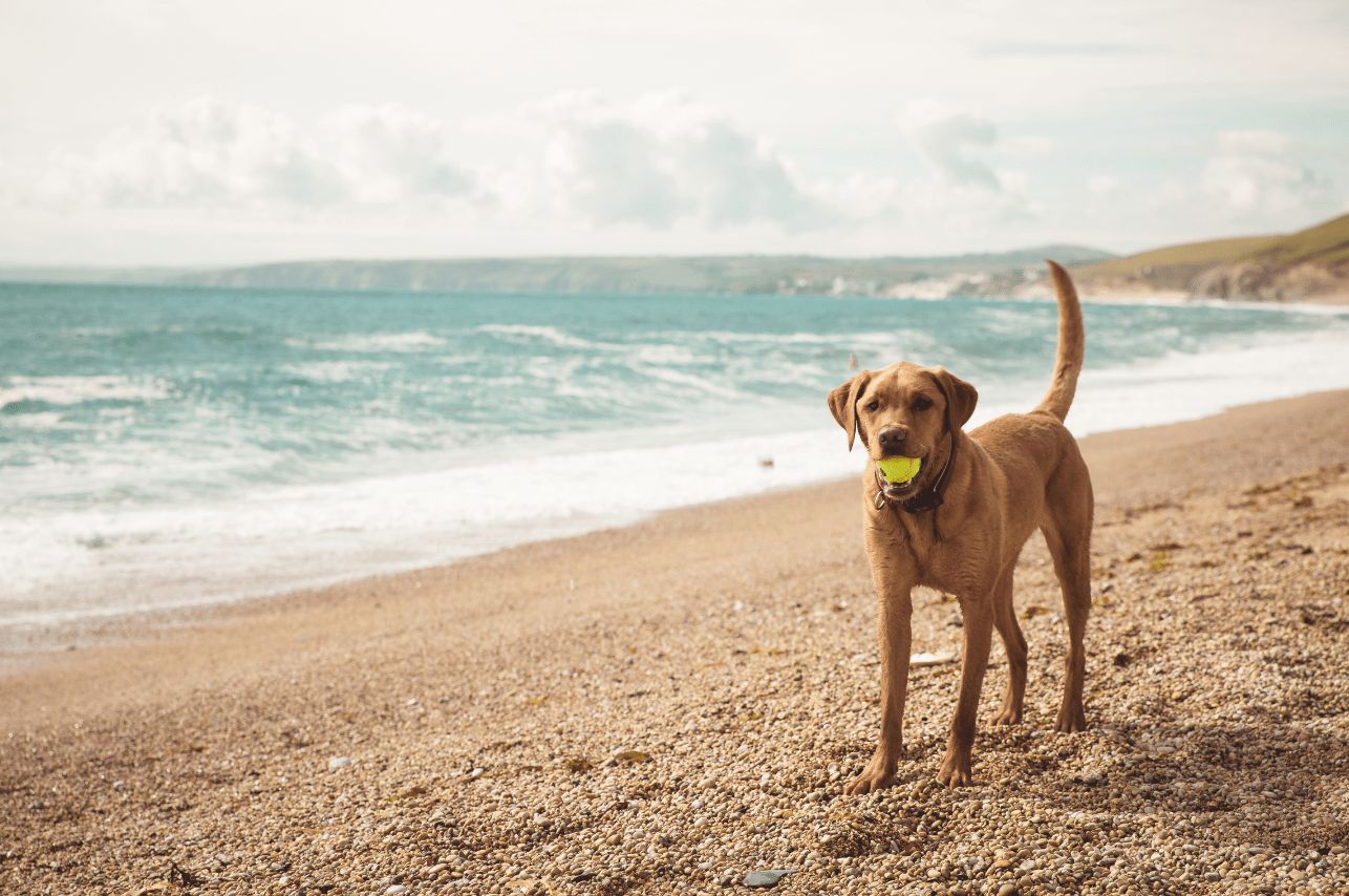 plaze za granica wakacje z psem w chorwacji wakacje z psem poradnik wakacyjny z psiego punktu widzenia