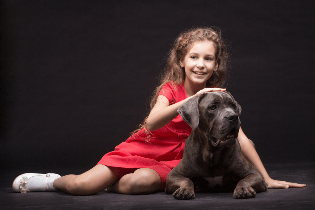 Cane Corso rasa zdjecia charakter cena wychowanie szkolenie 7 1