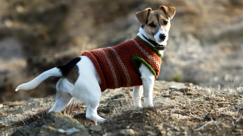 Jack Russell Terrier rasa psa cena historia wychowanie zdrowie (12)