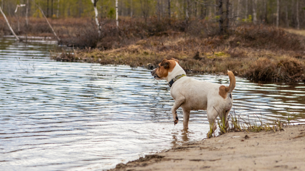 Jack Russell Terrier rasa psa cena historia wychowanie zdrowie (5)