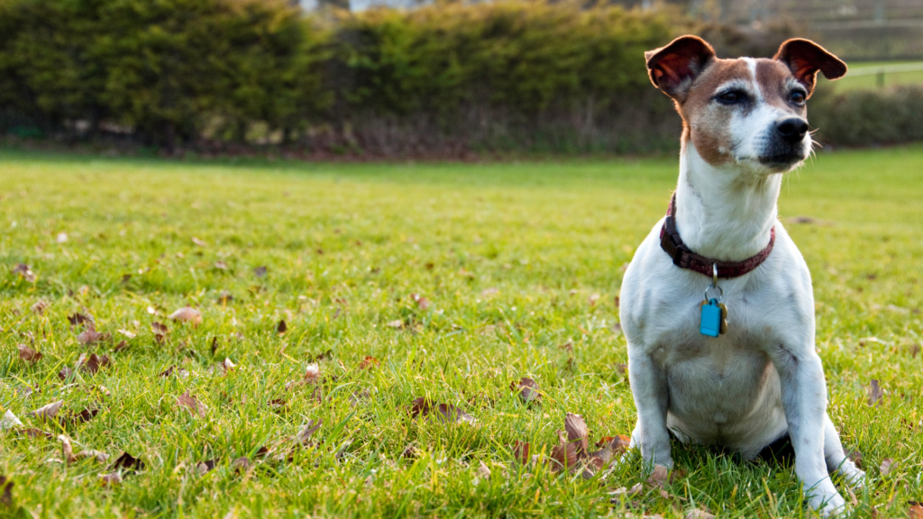 Jack Russell Terrier rasa psa cena historia wychowanie zdrowie (6)