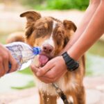 animal helper rewolucyjna aplikacja wspierajaca zwierzeta