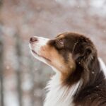 homeopatia dla zwierzat naturalne leczenie roznych dolegliwosci