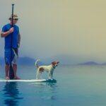 jak znalezc odpowiedniego adopcyjnego domu dla psa