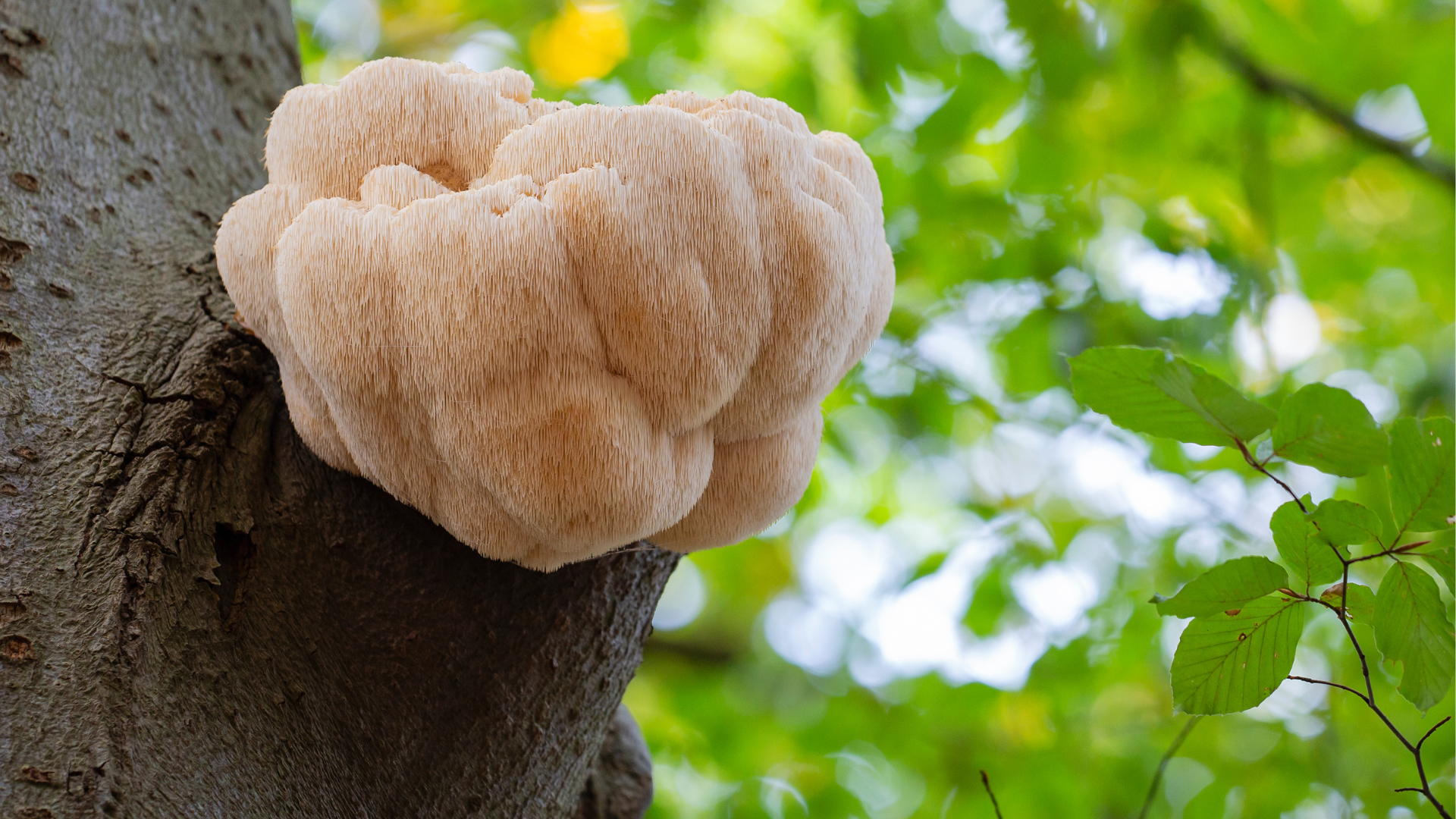 Hericium erinaceus