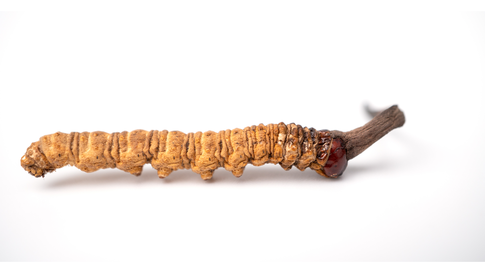 Cordyceps grzyb leczniczy