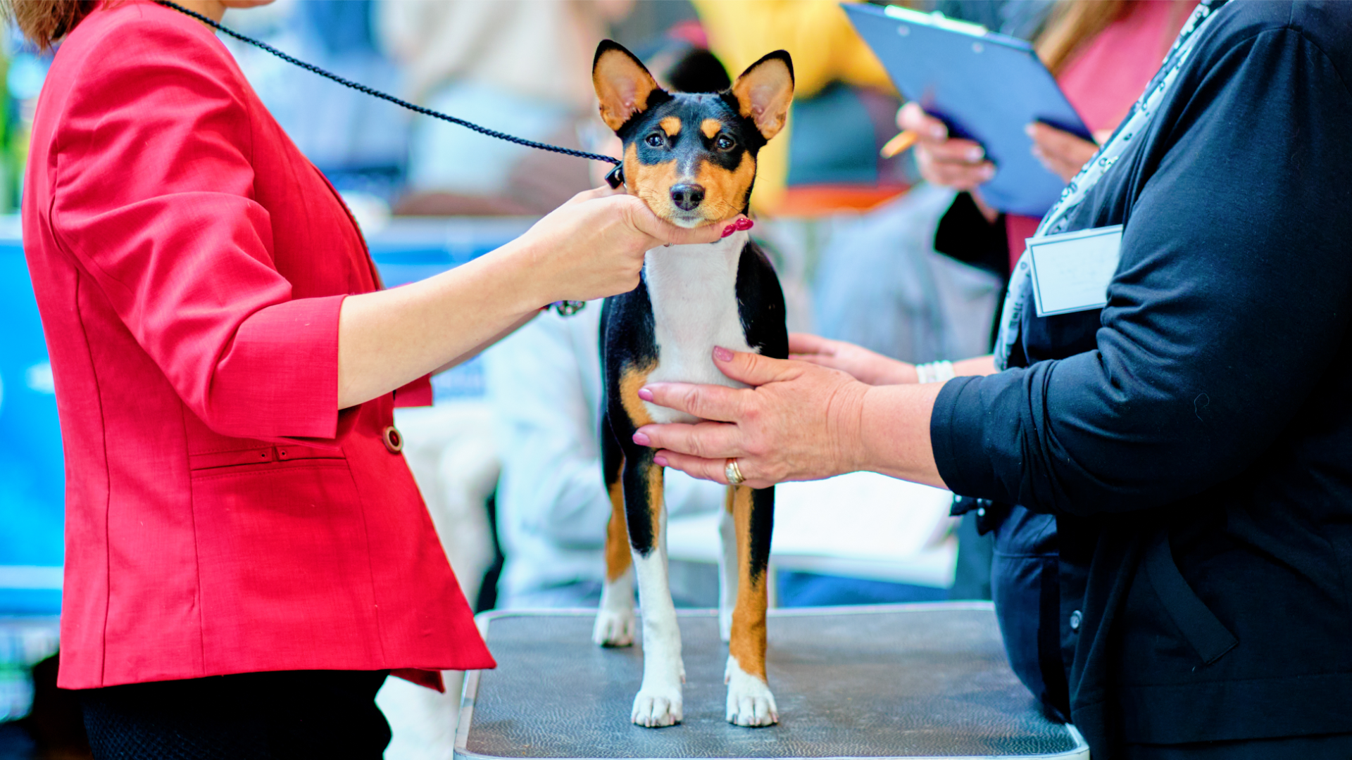 Basenji wystawa