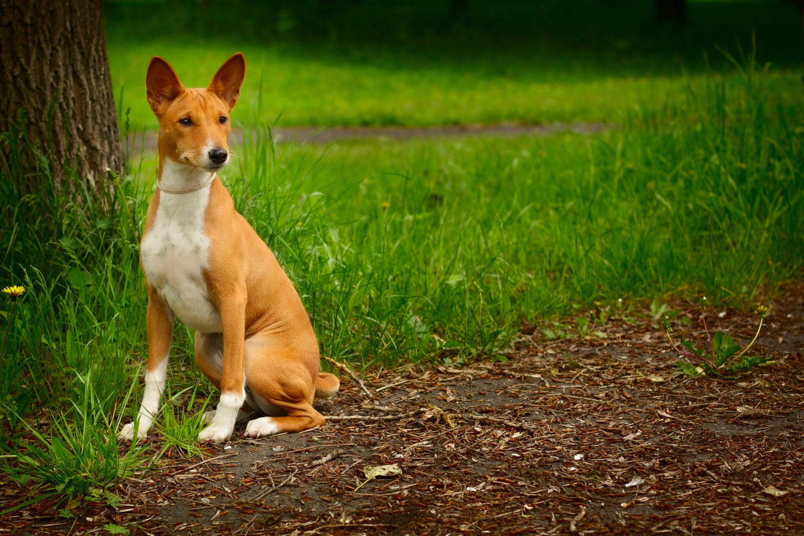 Basenji pies który nie szczeka