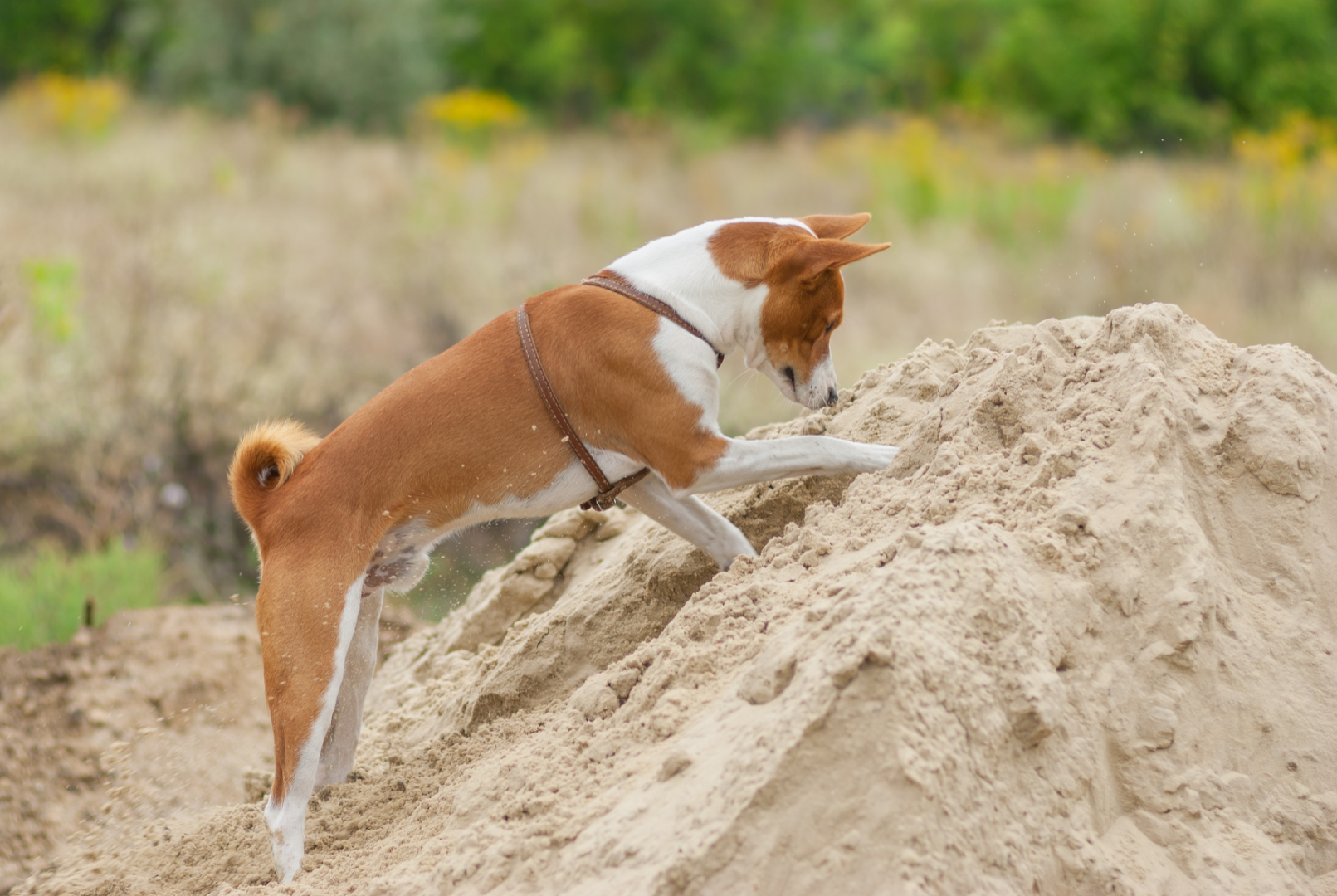 Basenji