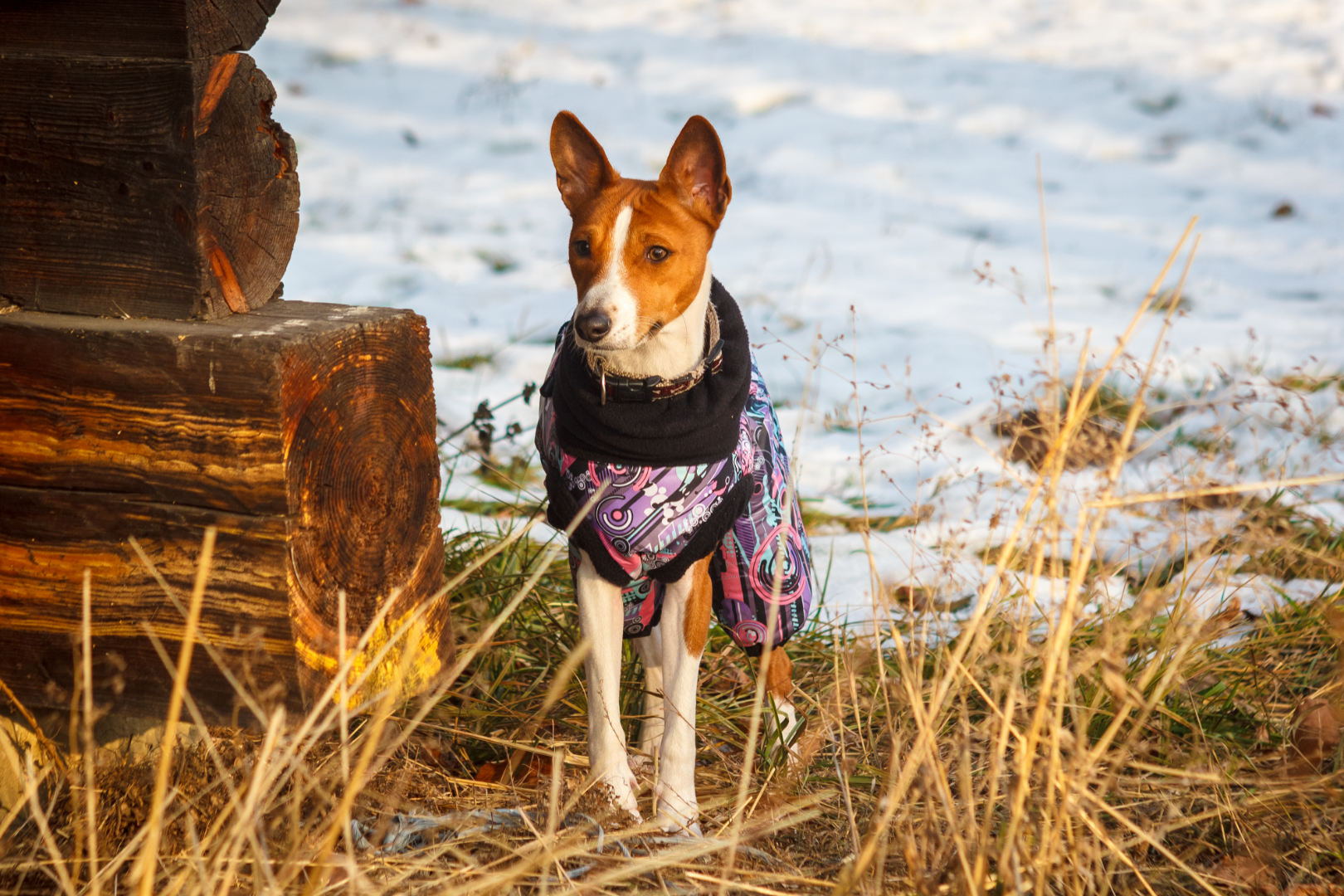 Basenji w ubranku