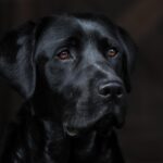 g2ae18a8ee5b9cd7cdd4500866011ed5b83ceab5a594e4a16ce97a625771501fff9798bc83af9ffd824076c2acda5056e451f448840abce4fc59888b7d6b2e80f 1280