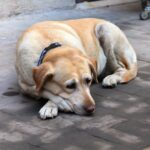 Starszy labrador odpoczywający na chodniku