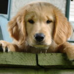 Młody golden retriever podczas spaceru