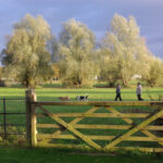 Spokojny spacer z psem i opiekunem