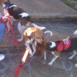 Trzy psy pracujące podczas zadania węchowego