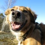 Pies uratowany ze schroniska lub interwencji