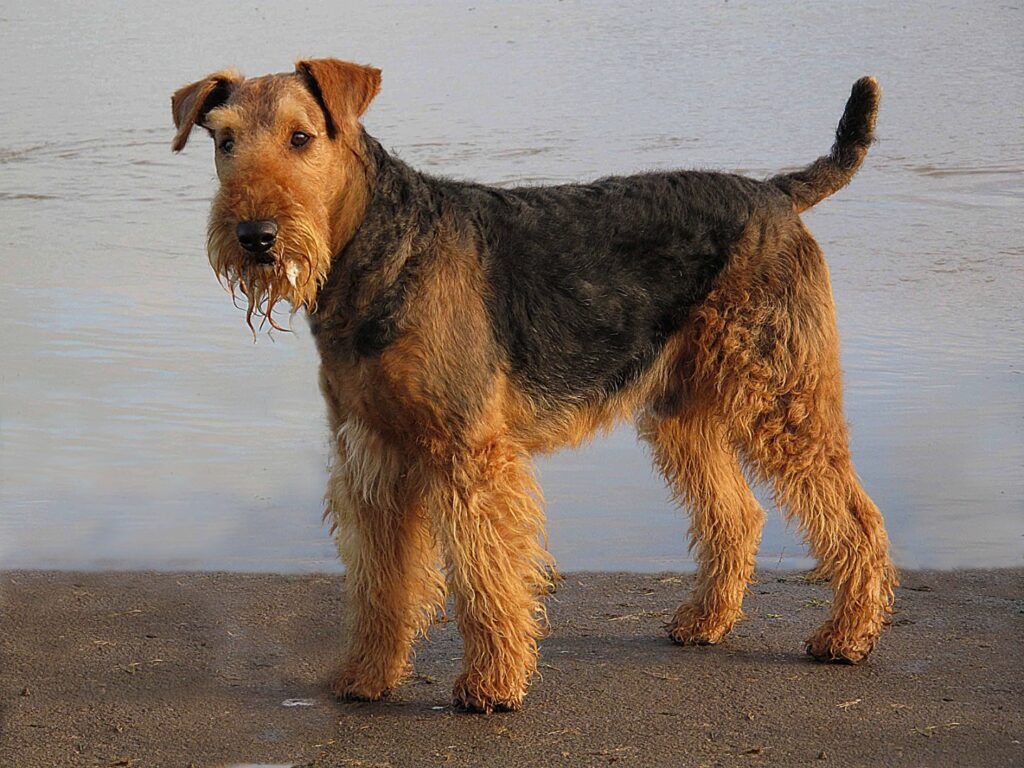 airedale-terrier-rasa psa cena hodowla opinie charakter blog o psach