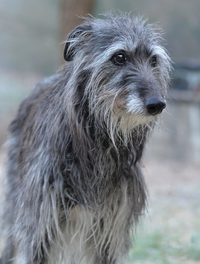 Chart szkocki (Deerhound) - cena, charakter, zdrowie, opinie