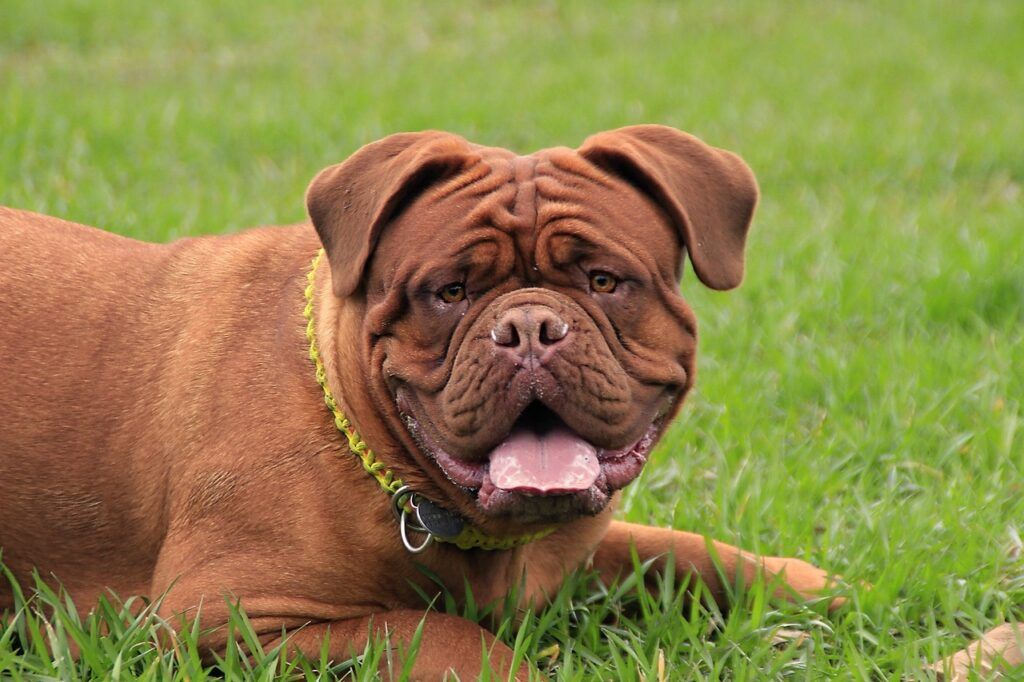 DOGUE DE BORDEAUX rasa psa blog o psach