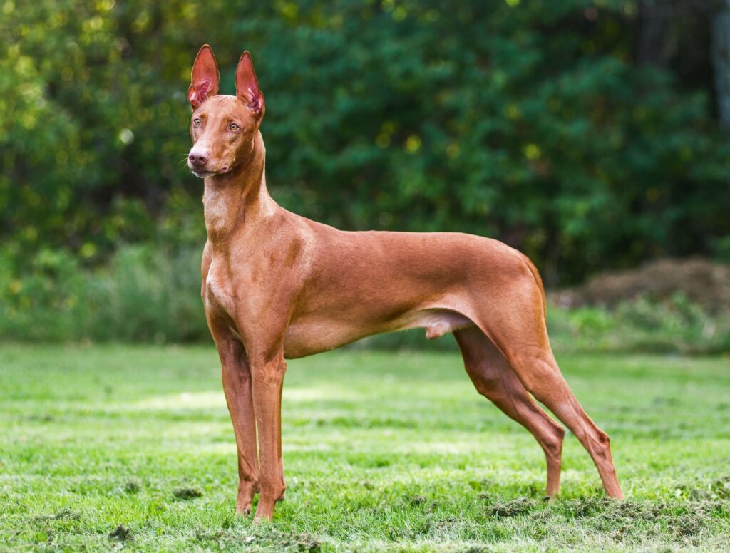 cirneco delletna piesz szczeniak