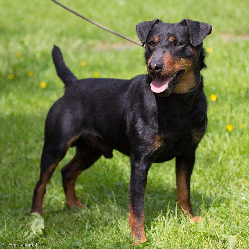 jagdterrier niemiecki terier myśliwski opinie szczeniak koszt cena